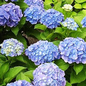 Гортензия крупнолистная "Forever and Ever Blue"