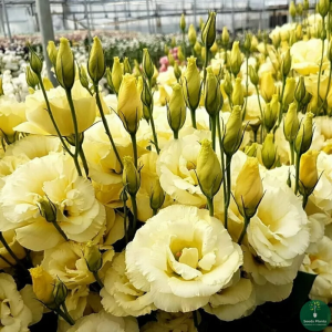 Эустома двухцветковая "Advantage Yellow"