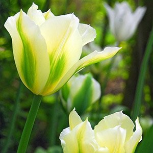 Тюльпан "White Spring Green"