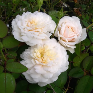 Роза "Colonial White"