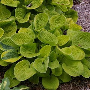 Хоста "Maui Buttercups"
