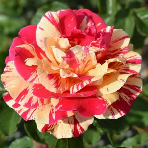 Роза "Vanille Fraise"