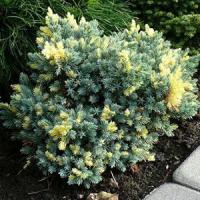 Можжевельник чешуйчатый "Floreant"