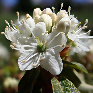 Рододендрон новожелезистый