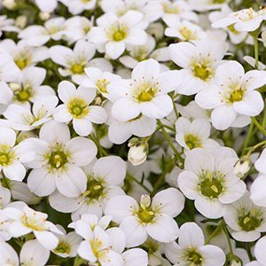 Камнеломка арендса "Rockies White"