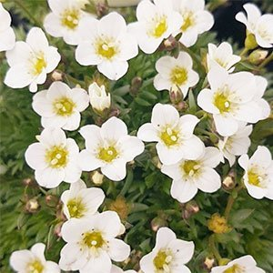 Камнеломка арендса "Marto White"