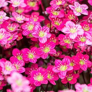 Камнеломка арендса "Marto Hot Rose"