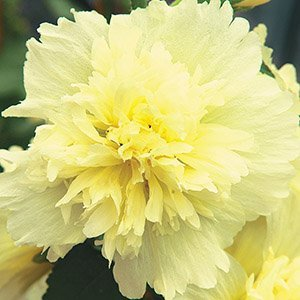 Мальва розовая "Spring celebrities Lemon"