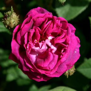 Роза "William Lobb"
