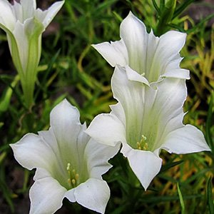 Горечавка Макиной "White Magic"