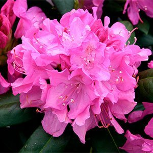 Рододендрон гибридный "Roseum Elegans"