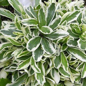 Арабис Фердинанда-Кобургского "Variegata"