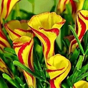 Кислица пестроцветная "Golden Cape"