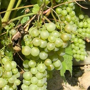 Виноград "Сувенир Васькова"