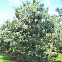 Сосна обыкновенная "Glauca"