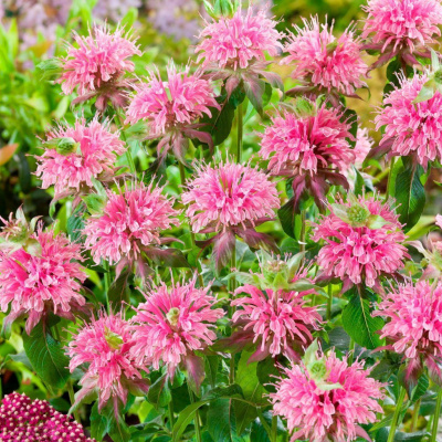 Монарда "Croftway Pink"