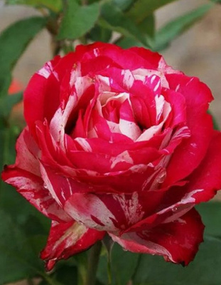 Роза "Chaim Soutine"