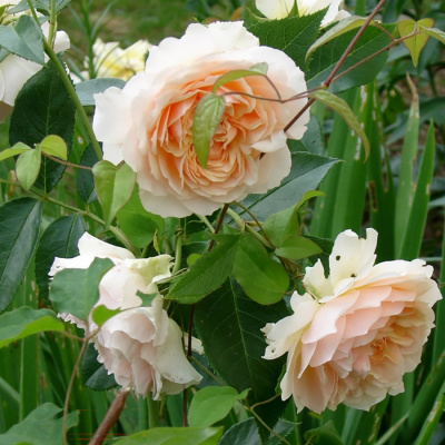 Роза "Ginger Syllabub"