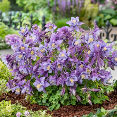 Аквилегия "Earlybird Purple Blue"