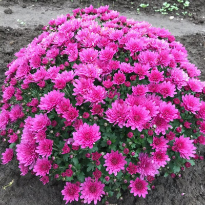 Хризантема мультифлора "Branhill Purple"