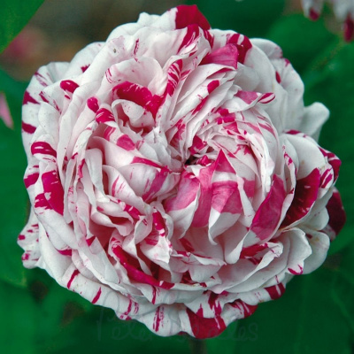 Роза "Variegata di Bologna"