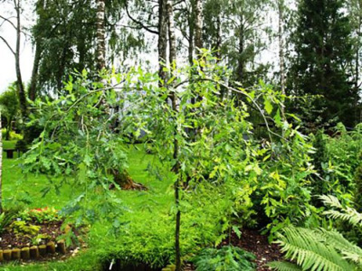 Дуб черешчатый "Pendula"