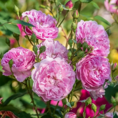 Роза "Harlow Carr"