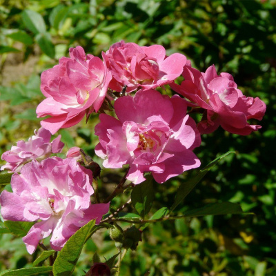 Роза "Belinda"