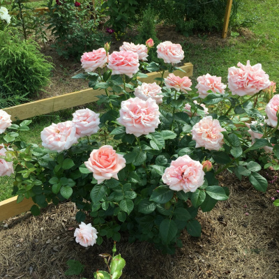Роза "Aphrodite"