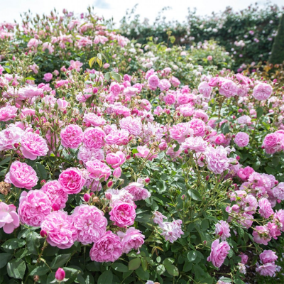 Роза "Harlow Carr"