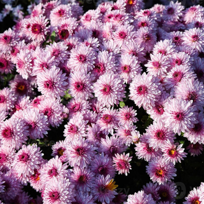 Хризантема мультифлора "Sunbeam Pink"