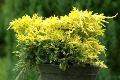Можжевельник средний "King of Spring"