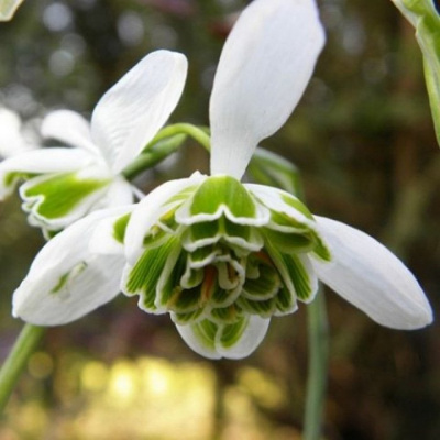 Галантус белоснежный "Flore Pleno"