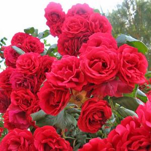Роза "Paul's Scarlet Climber"