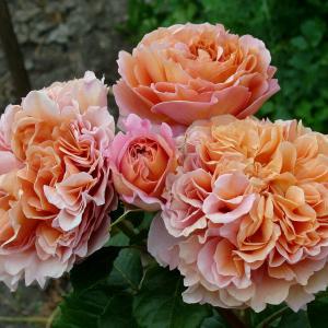 Роза "Belle D'Anjou"