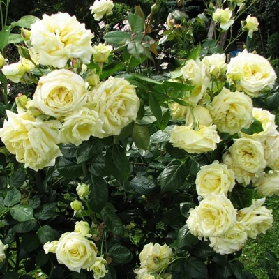 Роза "Elfe"