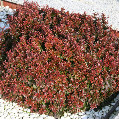 Барбарис тунберга "Atropurpurea Nana"