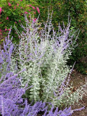 Перовския лебедолистная "Silvery Blue"